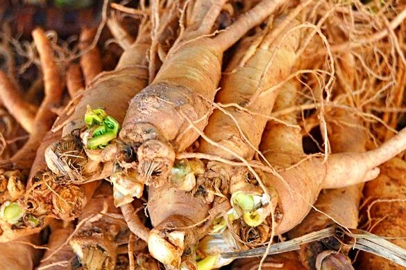 ginseng to improve potency