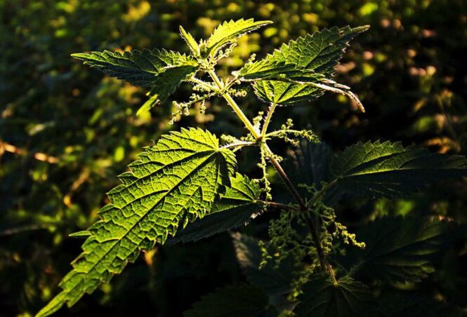 nettle