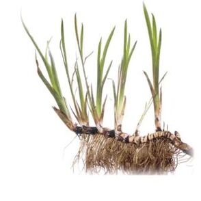 Aira root