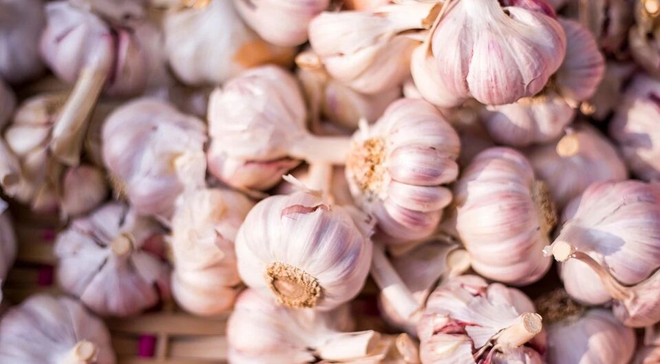 Garlic improves testosterone synthesis