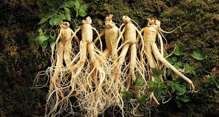 ginseng root to increase potency
